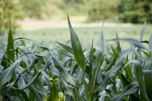 Corn leaves