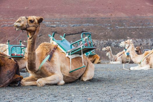 Camel in Lanzarote in timanfaya fire mountains at Canary Islands