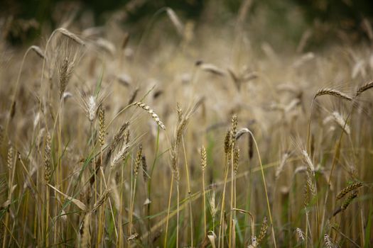 Wheat field