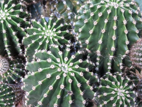 Detail of succulent ornamental Cactus fat plant