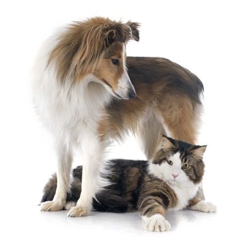 portrait of a purebred shetland dog and maine coon cat in front of white background