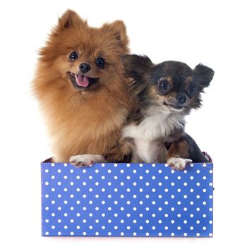 pomeranian spitz and chihuahua in front of white background