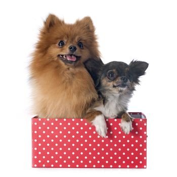 pomeranian spitz and chihuahua in front of white background