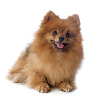 pomeranian spitz in front of white background