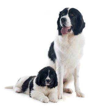 purebred landseer dogs in front of white background