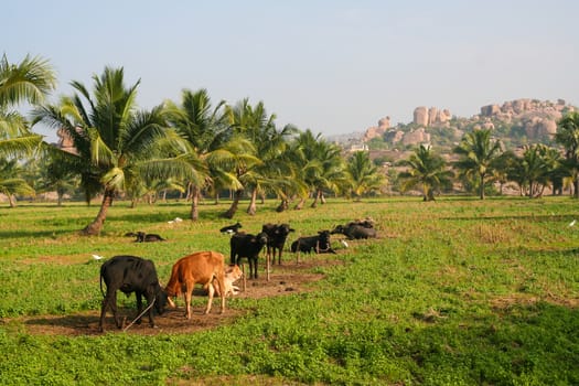 Cows in a field india