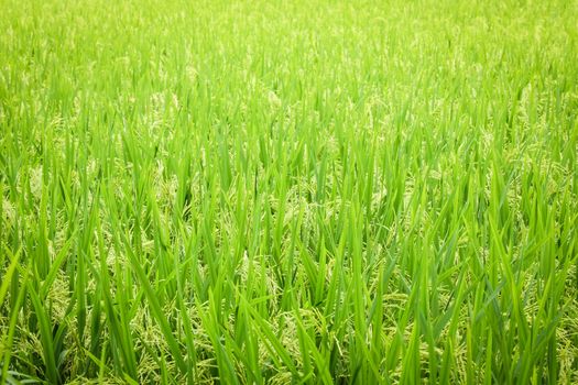 Rice field seamless pattern