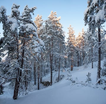 Snowy forest at time of sunset