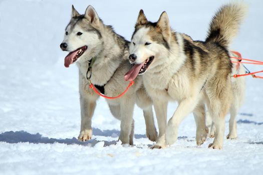 A husky sled dog team at work with tongue outside by winter day