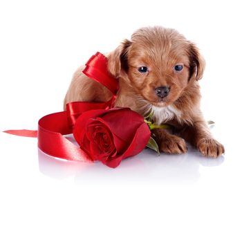 Puppy with a red bow and a rose. Puppy of a decorative doggie. Decorative dog. Puppy of the Petersburg orchid on a white background