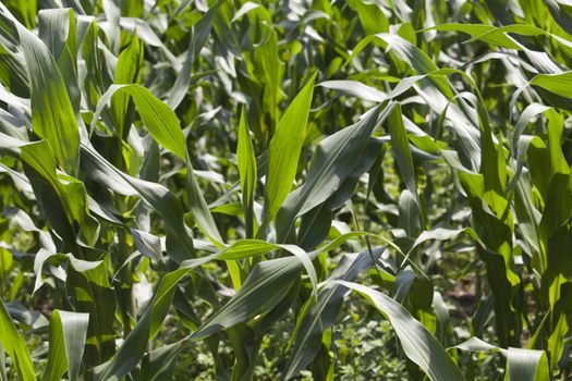 Corn field