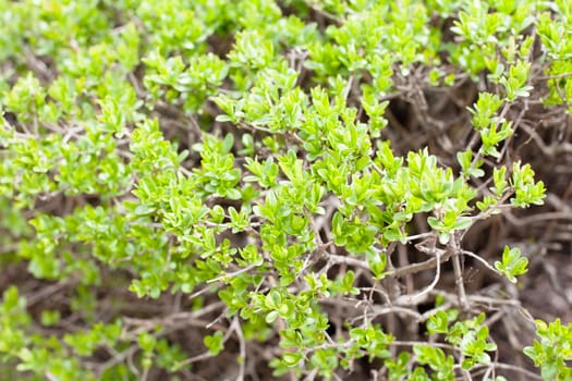 Young green leaves on the bush in sunny spring day
