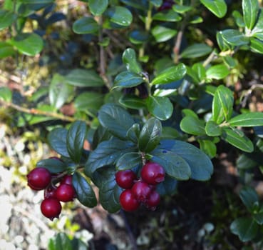 Ripe red cowberry close up. Ripe cowberry growing in forest on a moss background