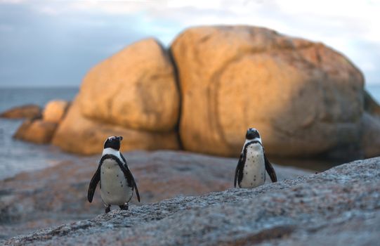 African penguin pair at sunset near Cape Town, South Africa. The African Penguin (Spheniscus demersus), also known as the Jackass Penguin and Black-footed Penguin  African penguin pair at sunset near Cape Town, South Africa. The African Penguin (Spheniscus demersus), also known as the Jackass Penguin and Black-footed Penguin 