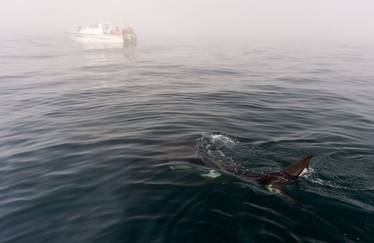 Fin of a Great White Shark in water. Shark Fin above water near the boat.