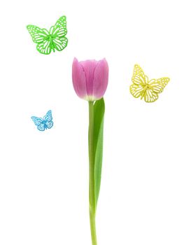 A tulip with butterflies isolated on white