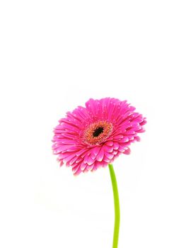 A close up shot of a gerbera on white