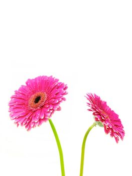 A close up shot of a gerbera on white