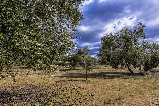 Ecological cultivation of olive trees in the province of Jaen, Spain