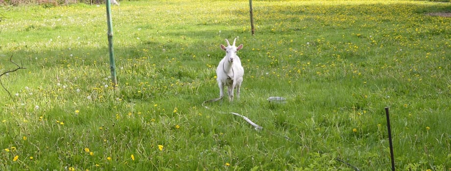 White Goat on Green Meadow