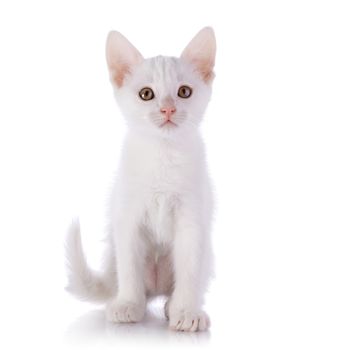 Kitten on a white background. Small predator. Small cat.