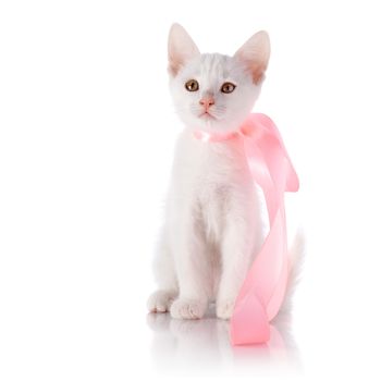 White kitten with a pink tape. Kitten on a white background. Small predator. Small cat.