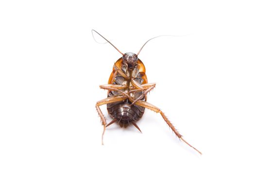 Dangerous Brown Cockroach