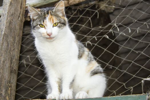 cat with yellow eyes sits at an altitude of