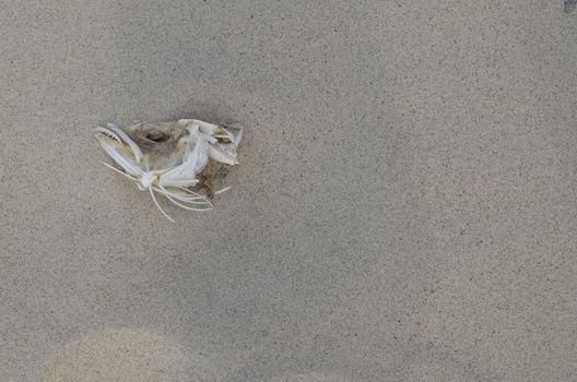 Skull of Dead Fish on the Sandy Beach