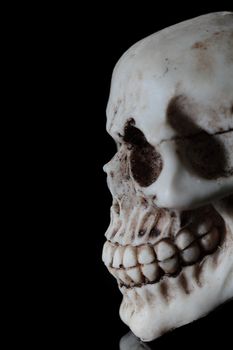 human skull on a black background