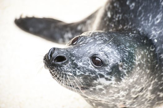 Head of Seal, Taken in a zoo of Bergen, Norway