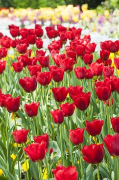 Field of nice red tulips