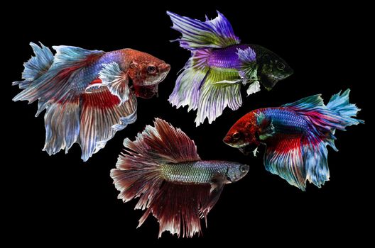 Siamese Fighting Fish isolated on black .Clipping path included.