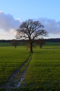 A majastic oak tree stands proud  in an English field waiting for storm clouds to unleash yet more acid rain on its dying branches.