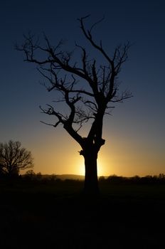 A tree blocks the setting sun in open countryside in Sussex,England.