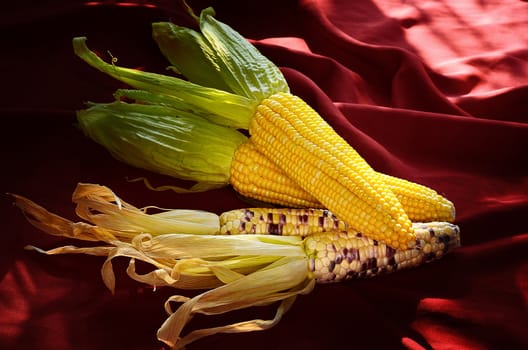 Sweet corn with morning light still life 