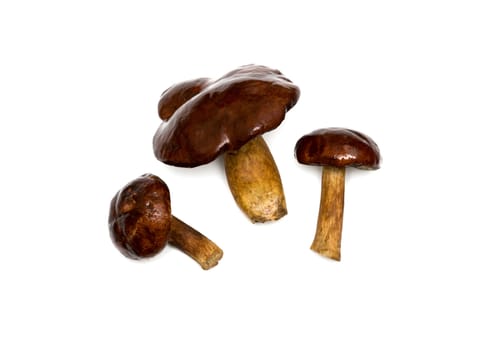 Three raw brown boletuses on white