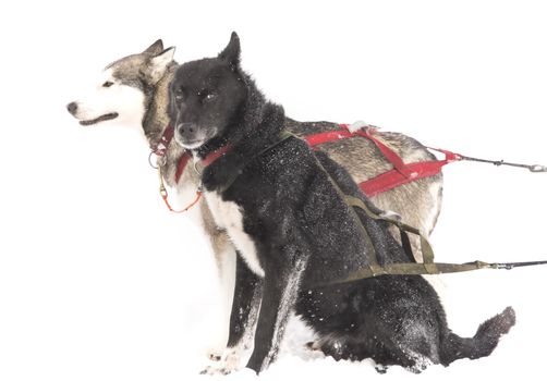 Two sleddogs in harness, isolated by snow