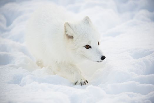 A small arctic fox in the snow