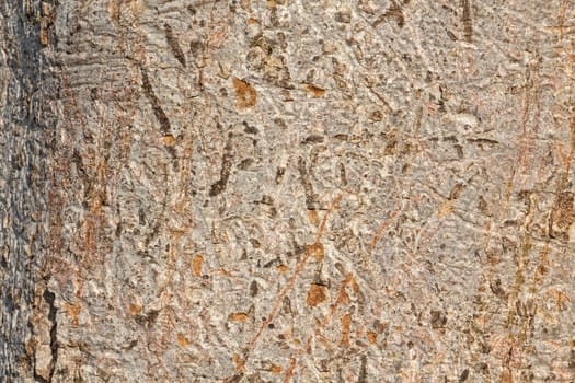 Tree bark of eucalyptus – Texture