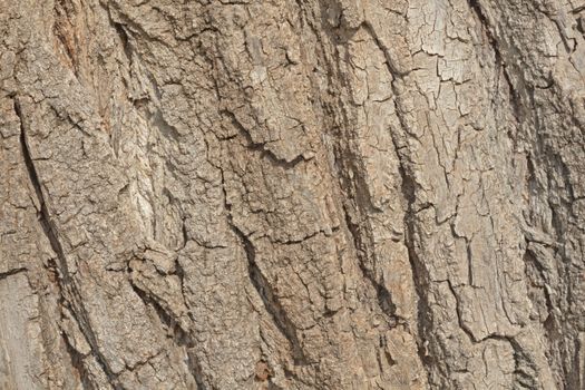 Texture - tree bark. Beauty bark.