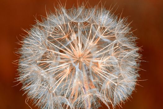 dandelion close up spring season