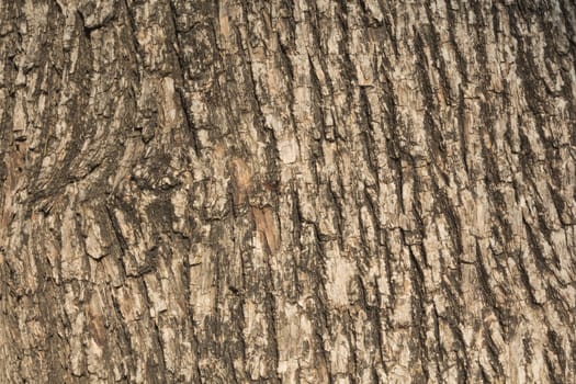 Texture - tree bark. Beauty bark.