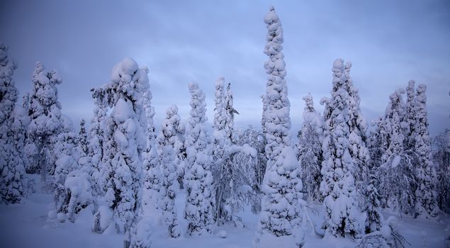 Night forest under snow in winter at Finland after snowfall