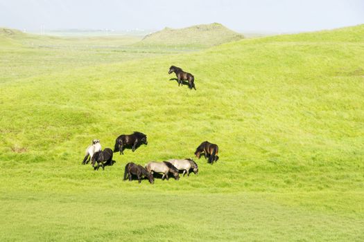 funny horses in the fields of Iceland