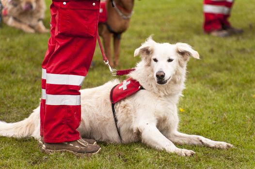 Rescue Dog of a Dog Squadron