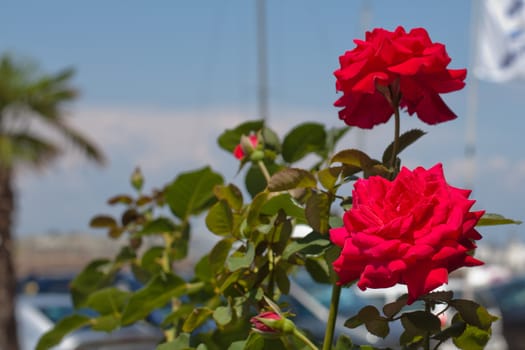 Two red roses in a summer day
