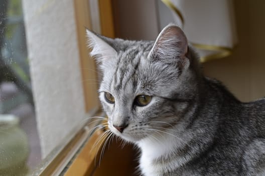 Gray Cat With Stripes Laying on Floor.