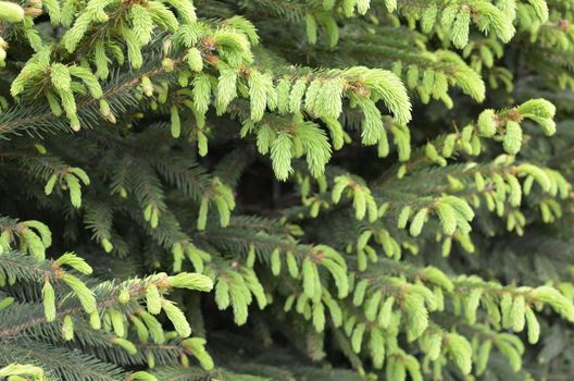 Fresh Buds on Pine Tree.