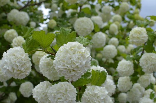 Hydrangea White Flower Groups on Bush.